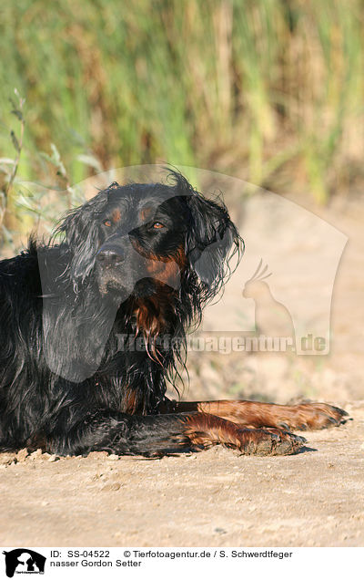 nasser Gordon Setter / wet Gordon Setter / SS-04522