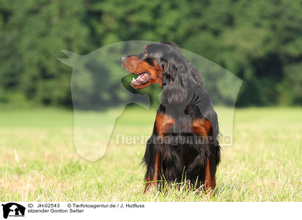 sitzender Gordon Setter / sitting Gordon Setter / JH-02543