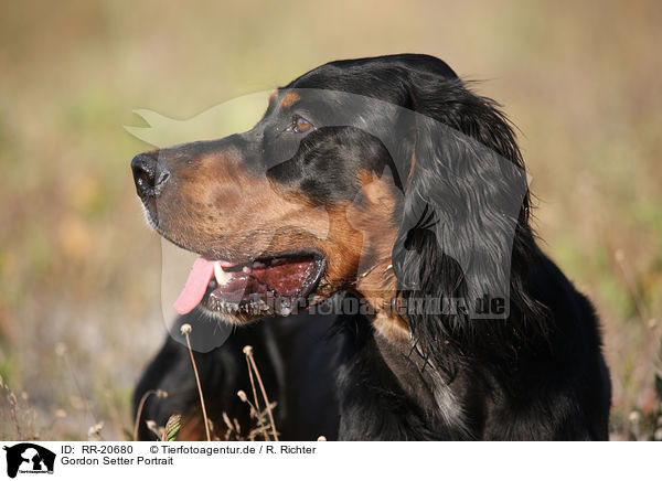 Gordon Setter Portrait / Gordon Setter Portrait / RR-20680