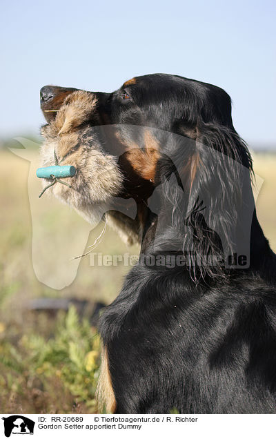 Gordon Setter apportiert Dummy / RR-20689