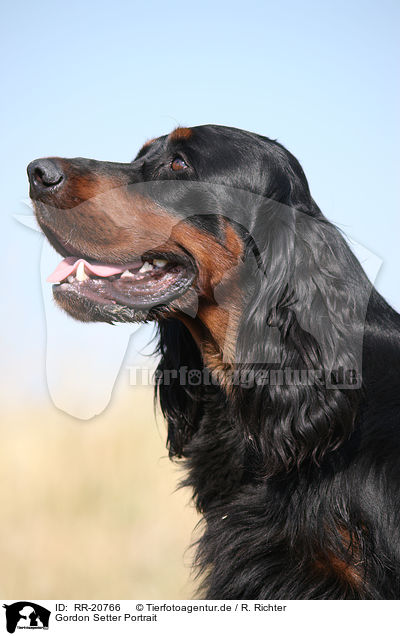 Gordon Setter Portrait / Gordon Setter Portrait / RR-20766