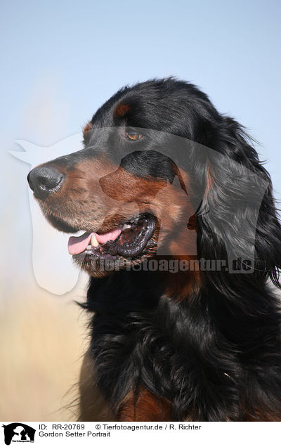 Gordon Setter Portrait / Gordon Setter Portrait / RR-20769