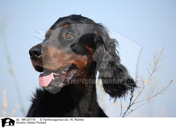 Gordon Setter Portrait / Gordon Setter Portrait / RR-20778