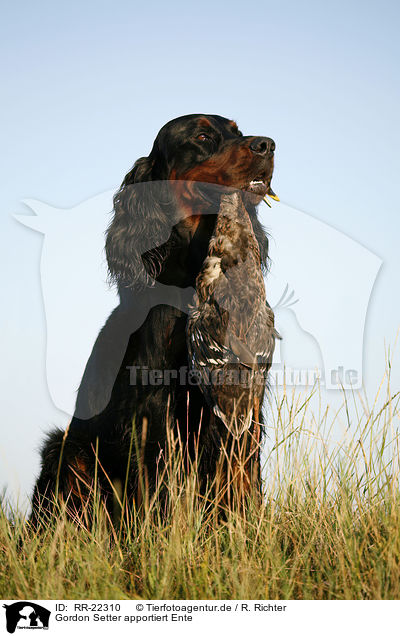 Gordon Setter apportiert Ente / Gordon Setter retrieves duck / RR-22310