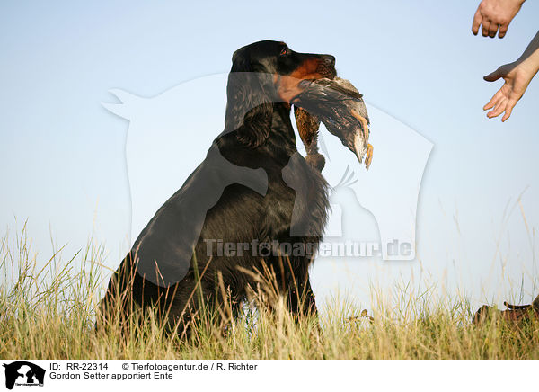 Gordon Setter apportiert Ente / Gordon Setter retrieves duck / RR-22314