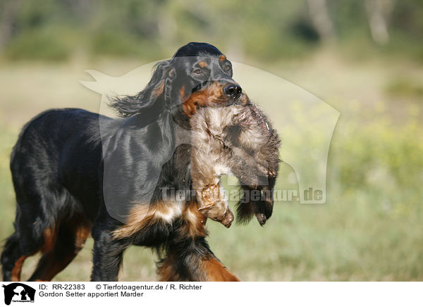 Gordon Setter apportiert Marder / RR-22383