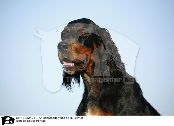 Gordon Setter Portrait / Gordon Setter Portrait / RR-22421