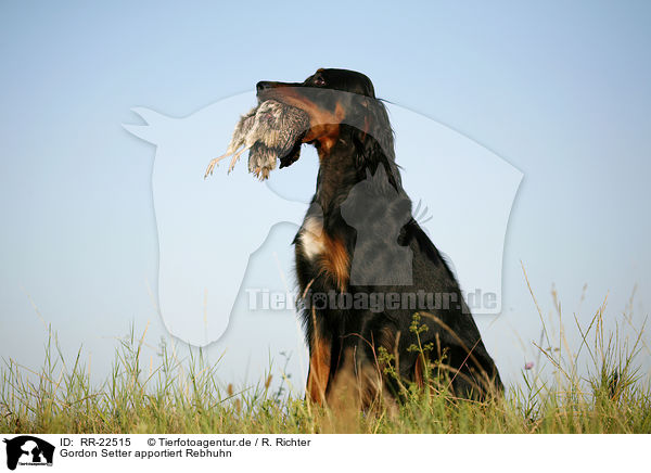 Gordon Setter apportiert Rebhuhn / Gordon Setter retrieves partridge / RR-22515