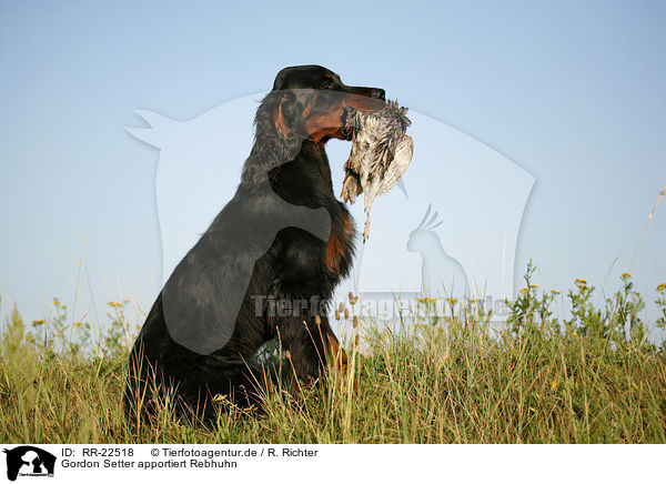 Gordon Setter apportiert Rebhuhn / RR-22518