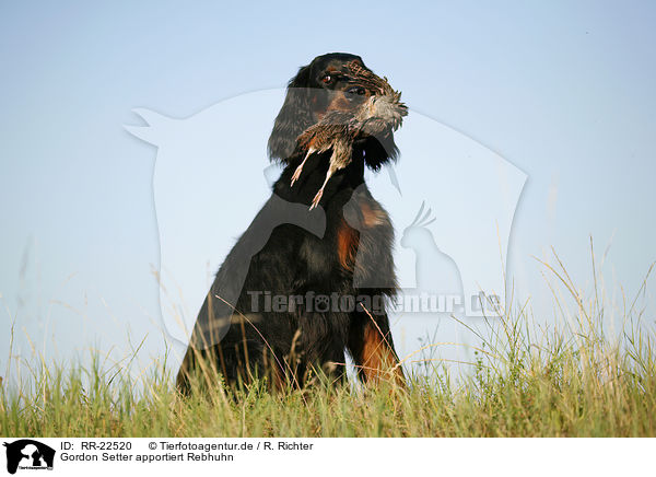 Gordon Setter apportiert Rebhuhn / Gordon Setter retrieves partridge / RR-22520