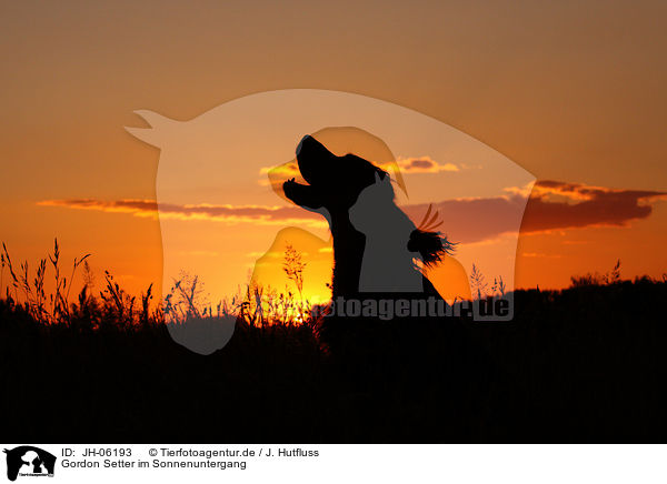 Gordon Setter im Sonnenuntergang / Gordon Setter at sundown / JH-06193
