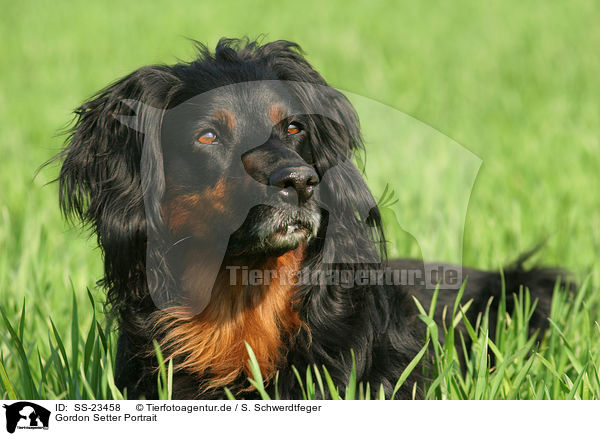 Gordon Setter Portrait / Gordon Setter Portrait / SS-23458