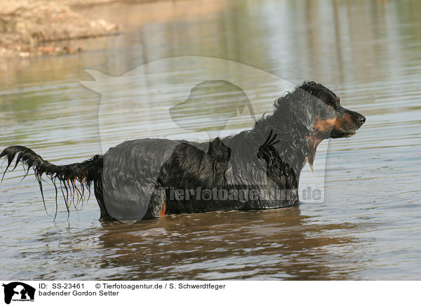 badender Gordon Setter / bathing Gordon Setter / SS-23461