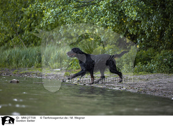 Gordon Setter / Gordon Setter / MW-27708