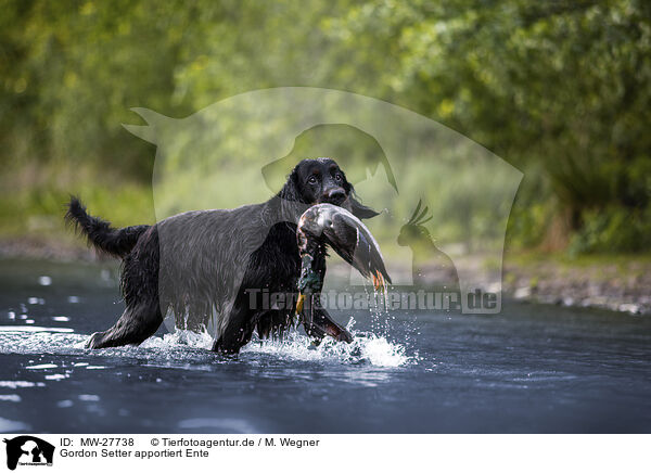 Gordon Setter apportiert Ente / Gordon Setter retrieves duck / MW-27738