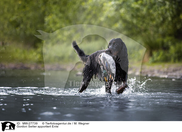 Gordon Setter apportiert Ente / Gordon Setter retrieves duck / MW-27739