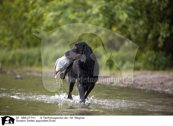 Gordon Setter apportiert Ente / Gordon Setter retrieves duck / MW-27741