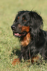 liegender Gordon Setter