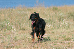 rennender Gordon Setter