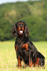 sitzender Gordon Setter