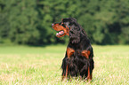 sitzender Gordon Setter