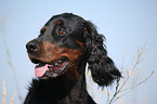 Gordon Setter Portrait