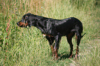 Gordon Setter