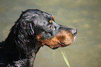 Gordon Setter Portrait