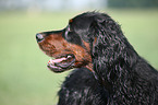 Gordon Setter Portrait