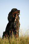 Gordon Setter apportiert Ente