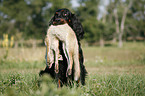 Gordon Setter apportiert Fuchs