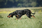 rennender Gordon Setter