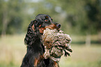 Gordon Setter apportiert Rebhuhn