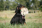 Gordon Setter apportiert Rebhuhn