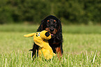 spielender Gordon Setter Welpe