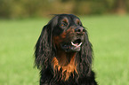 Gordon Setter Portrait