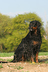 sitzender Gordon Setter