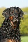 Gordon Setter Portrait