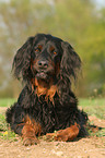 liegender Gordon Setter