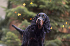 Gordon Setter