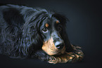 Gordon Setter