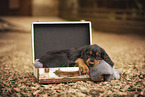 Gordon Setter Welpe