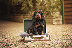 Gordon Setter Welpe