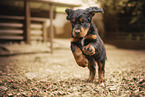 Gordon Setter Welpe