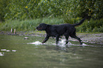 Gordon Setter