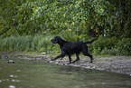 Gordon Setter