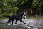 Gordon Setter apportiert Ente