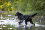 Gordon Setter