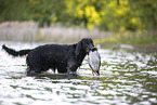 Gordon Setter apportiert Ente