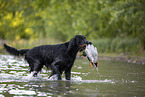 Gordon Setter apportiert Ente